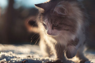 Chat errant
