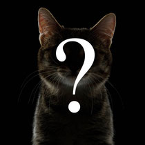 Chat mystère