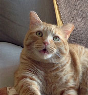 Chat VIF
