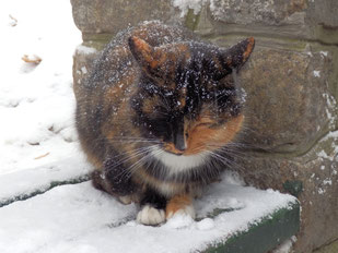 Chats craintifs