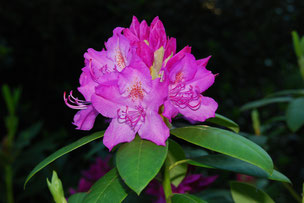Rhododendrons