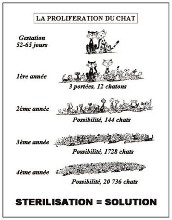 Stérilisation chats proflifératin