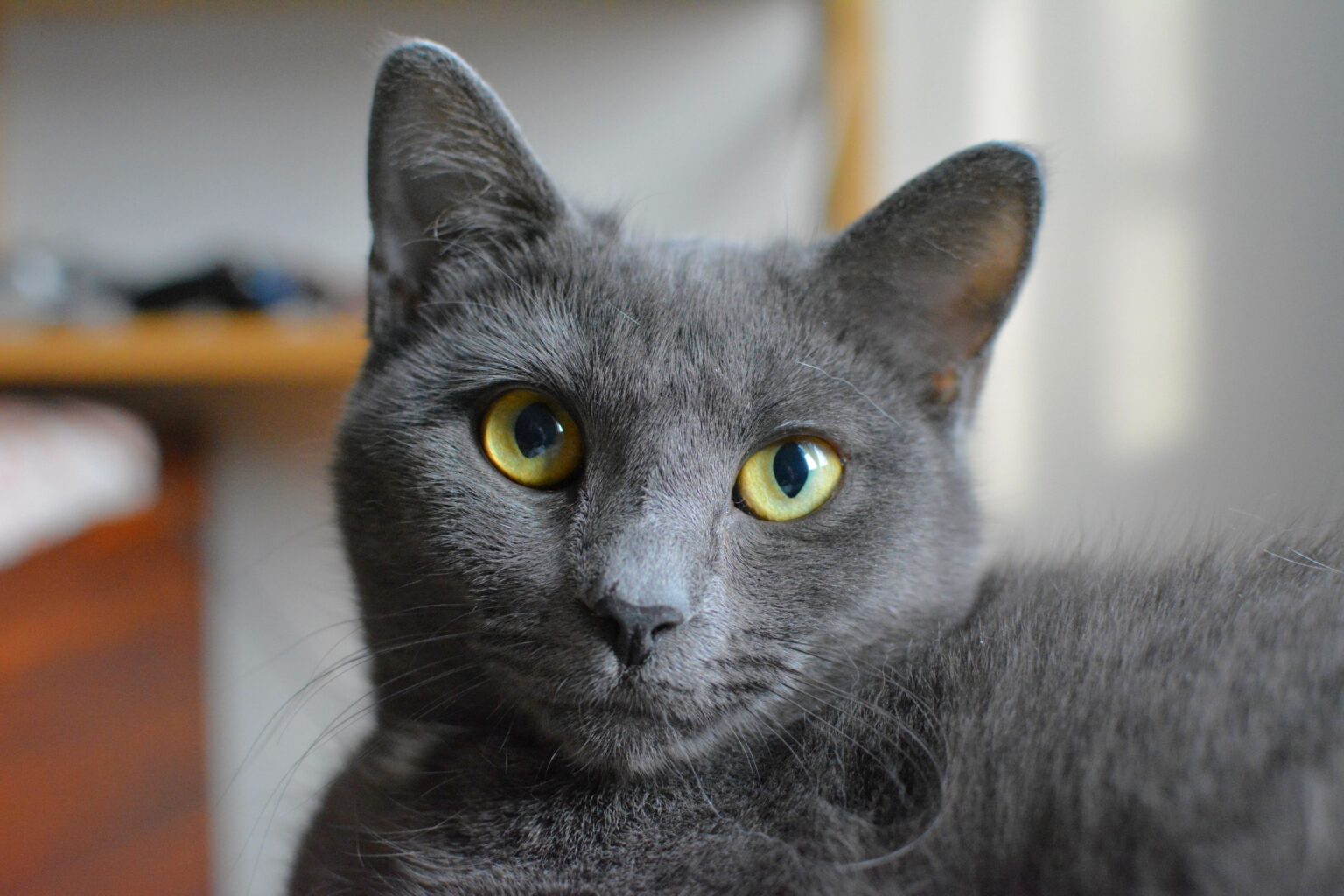Bibi